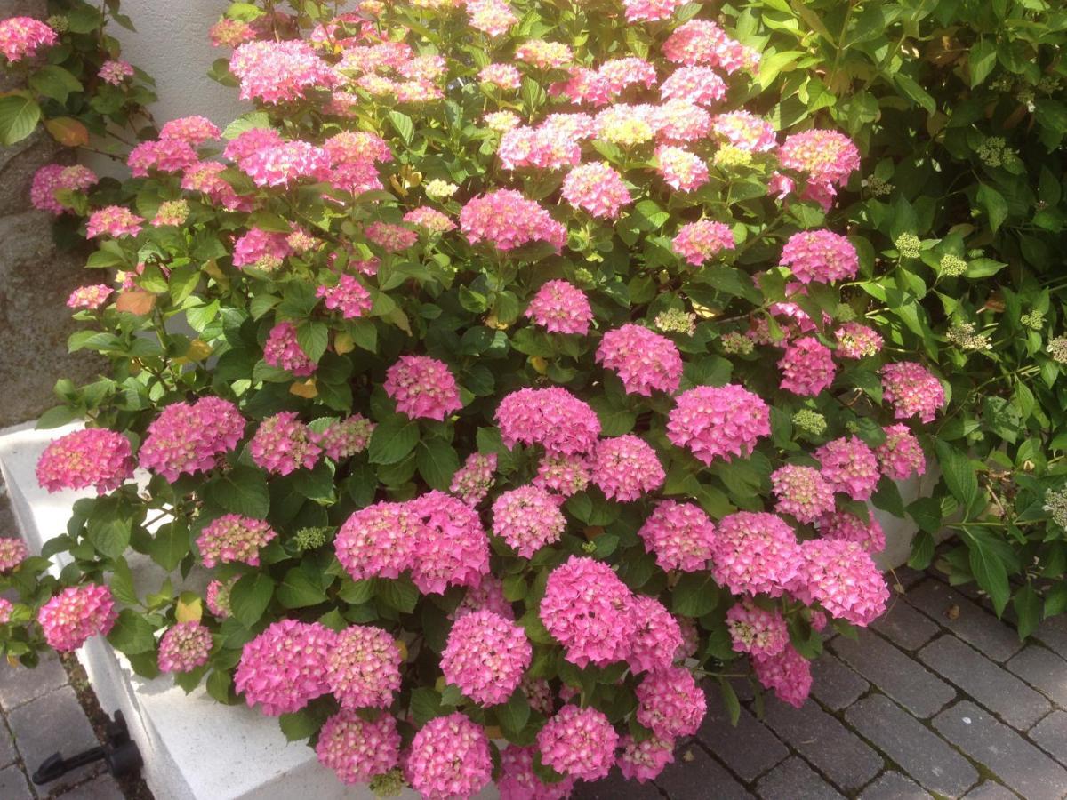 Lantosque Les Hortensias מראה חיצוני תמונה